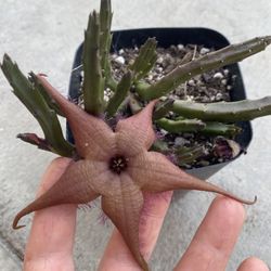 Stapelia Starfish Plant, In 4 Inch Por Pick Up Only