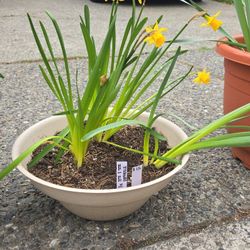Shallow Large Pot With Daffodile Plants
