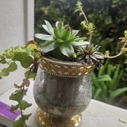 Plant Succulent In Glass Decoration Pot, Inside Or Outside 