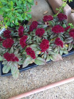 Plantas Chiquitas De Mano De Lion