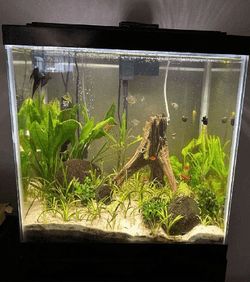 debate dream Ready Aquarium Setup - Explore Amazing Water Life