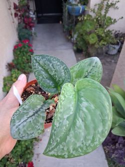 Scindapsus Mount Salak Plant $13