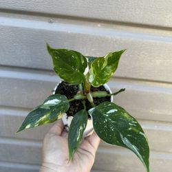4” Philodendron White Princess 