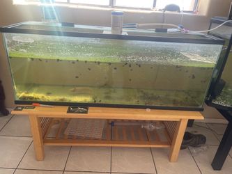 55 gallon tank