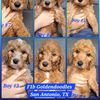 Goldendoodle Puppies 