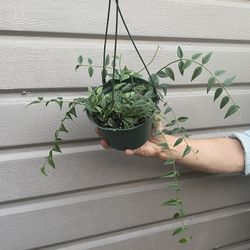 6” hoya bella