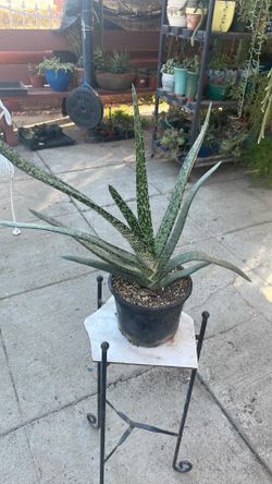 Planta de suculenta