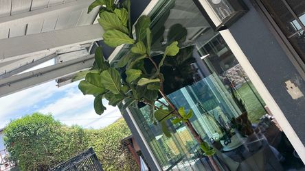 Big plant