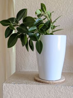 Healthy Beautiful Indoor Plant(Peperomia)