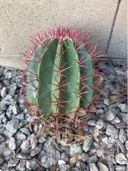 Desert Landscape Plants