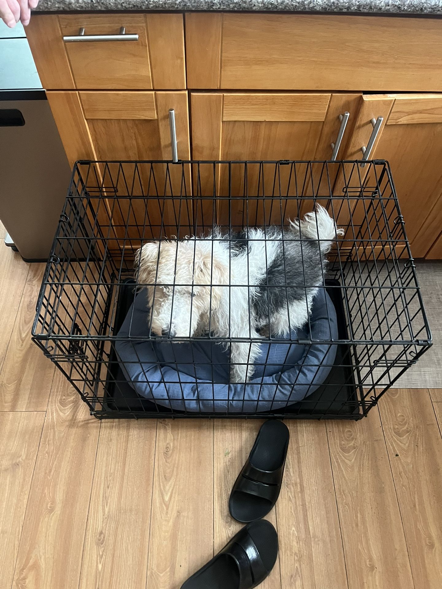 Dog Crate 