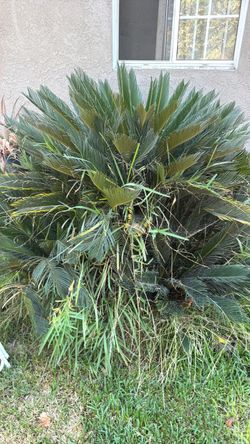 Sago palms