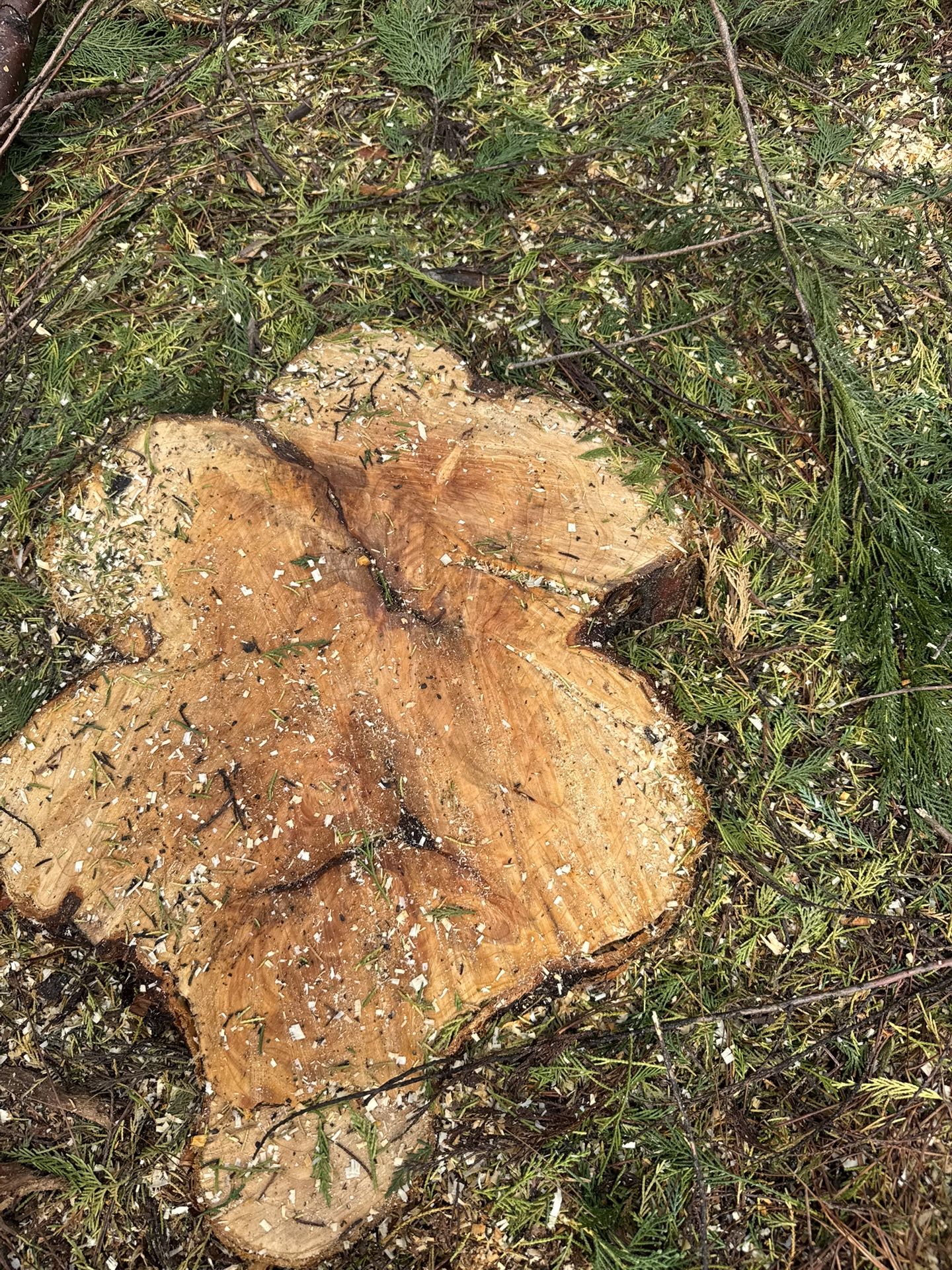 Tree Work Around Charlotte And Cleanup