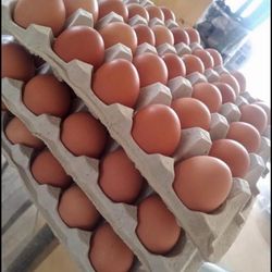 Huebos Por Cajas De 100 Huebos Jumbos Blanco O Café 