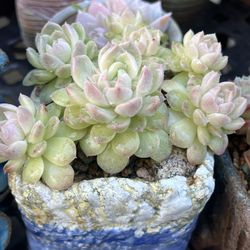 Succulent 