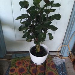 Fabian Aralia 