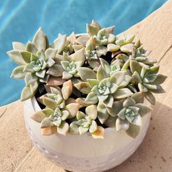 Ceramic Pot Of Succulents 