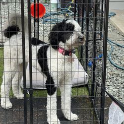 Lucky Dog Outdoor Kennel 