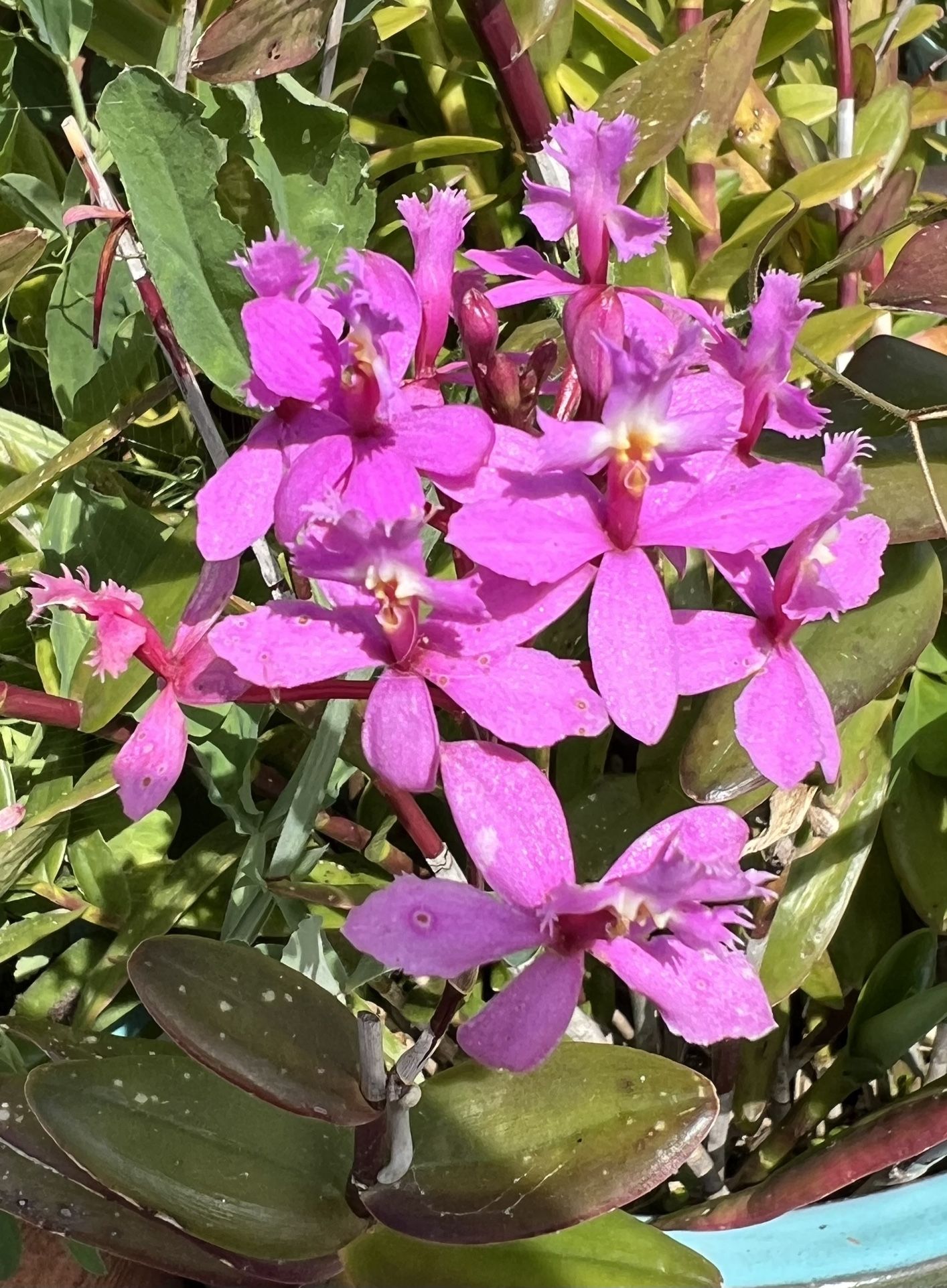 Reed Orchid Kiki
