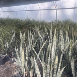 Small Elephant Tail Plant And Other Plants For Sale🌱 