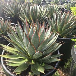Agave Blue Glow 