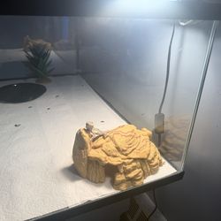 10 gallon tank with lid plus what you see in pic