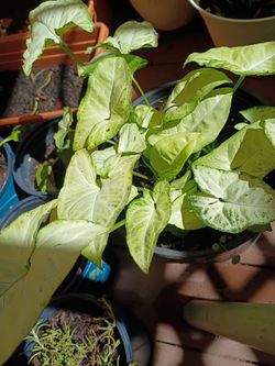 White green philodendron