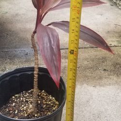 Hawaiian Tai Plant,  Live 