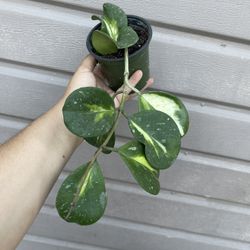 4” Hoya Obovata Variegated