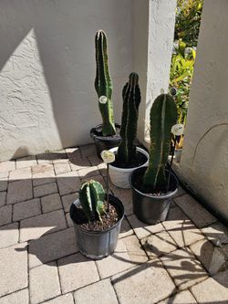 Potted Apple 🍎 Cactus 🌵 