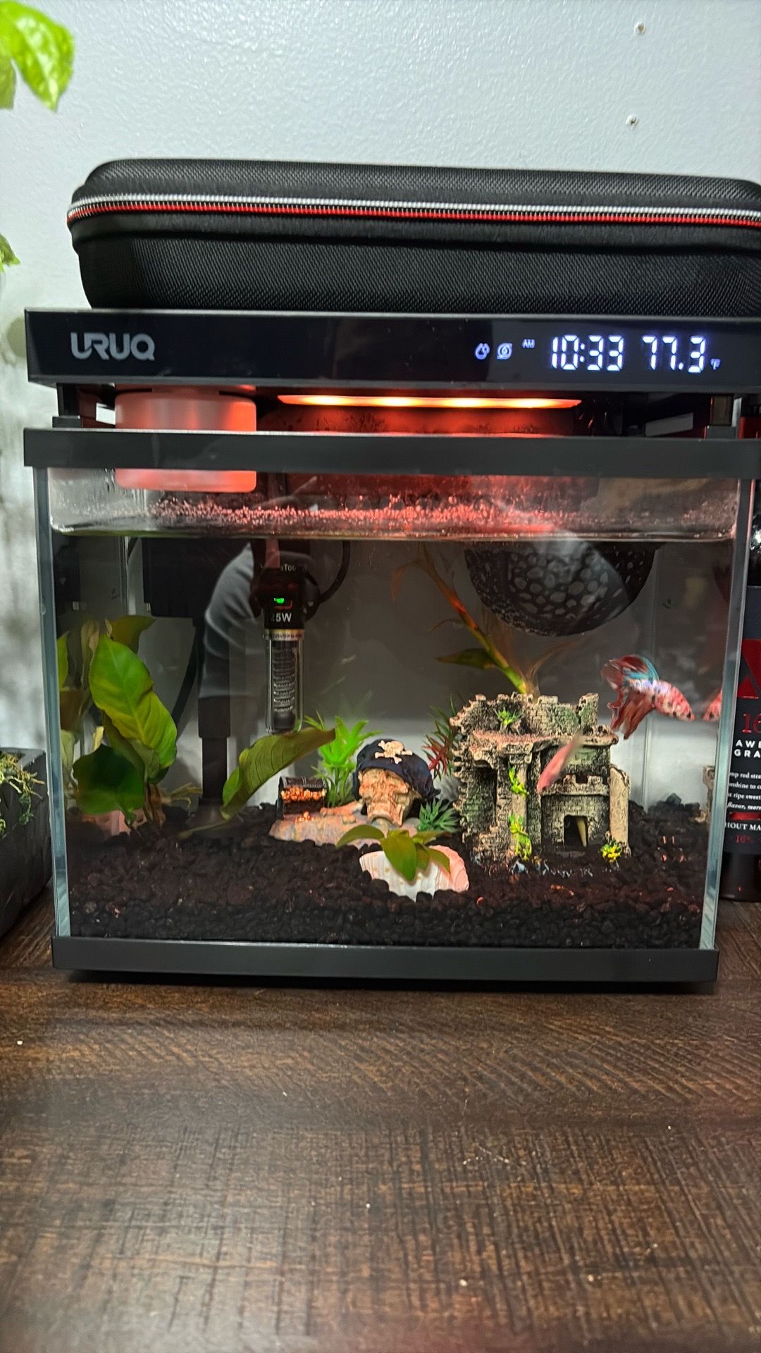 2 Bettas with fish tank