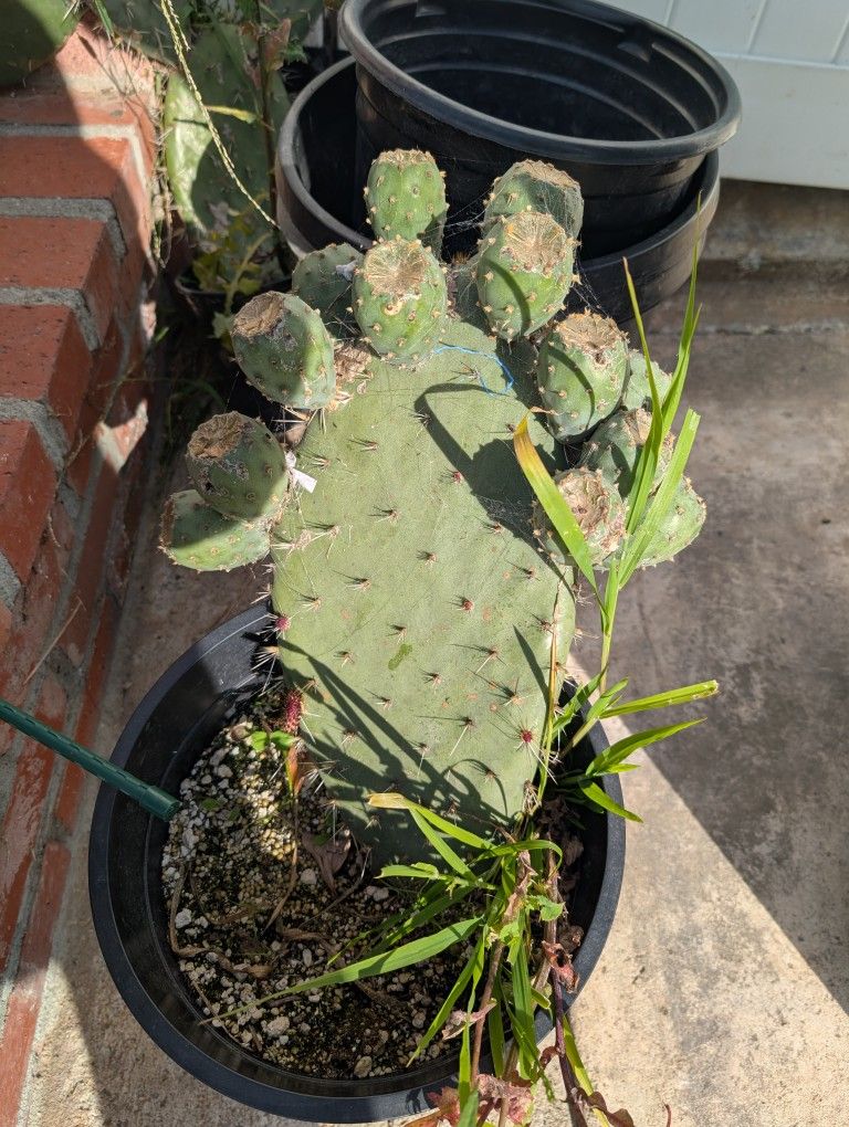 Xoconostle Cactus (Nopal De Xoconostle)