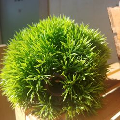 Aquarium ornament