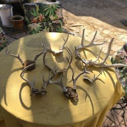 Deer Horns 