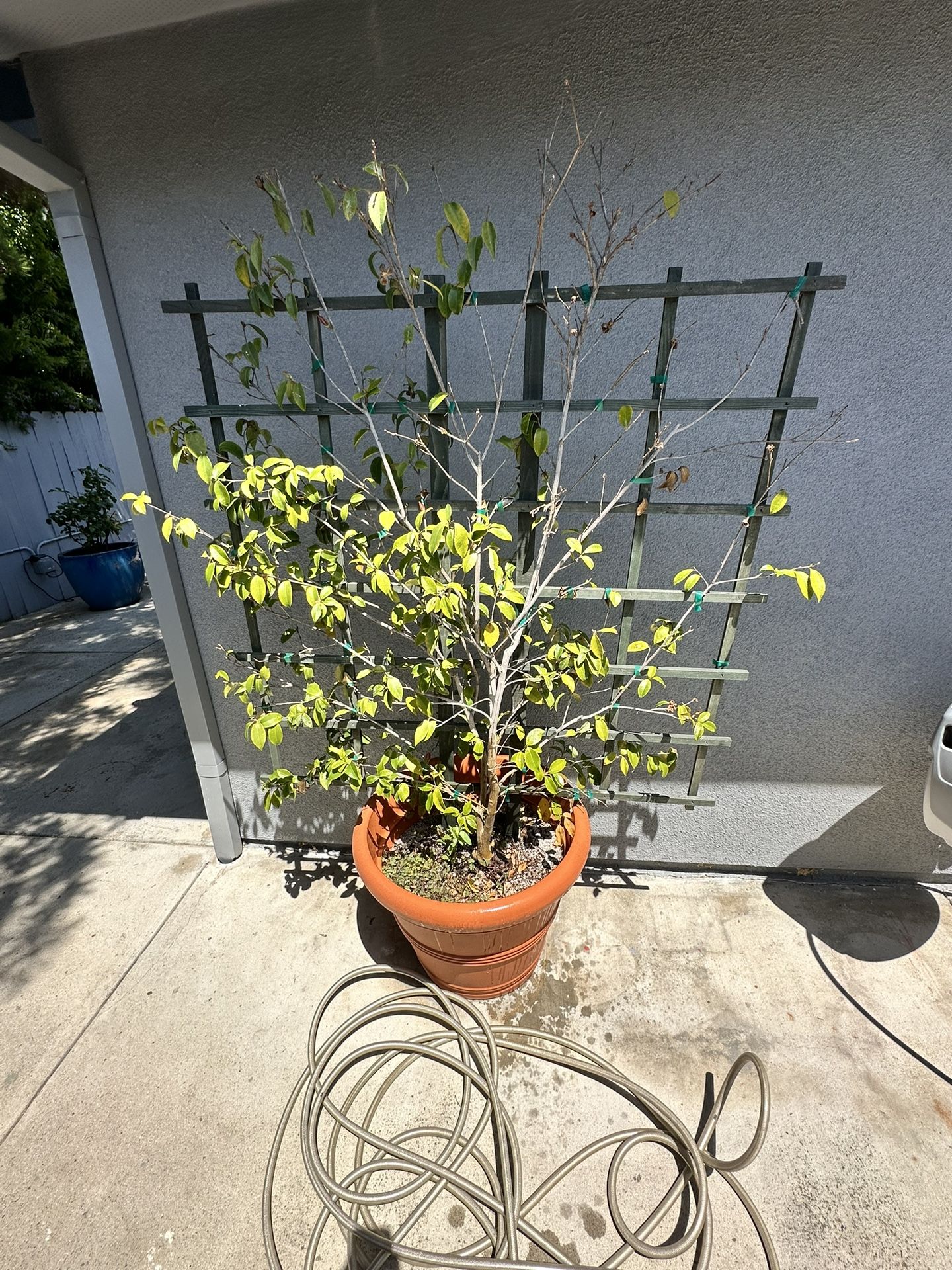 Camellia On Trellis FREE