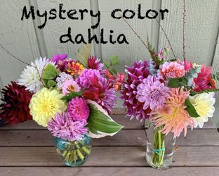 Local Healthy Dahlia Tubers For Sale