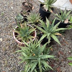Free Aloe Vera Plants