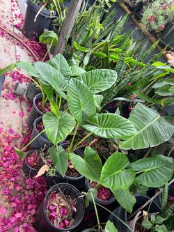 Plants for sale