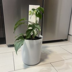 🪴housplant Mini Monstera