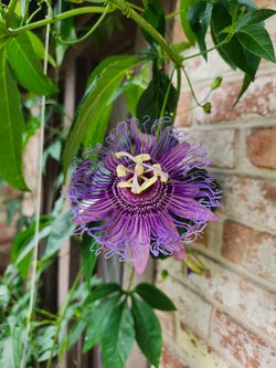 Purple Passion Vine plant. The flower