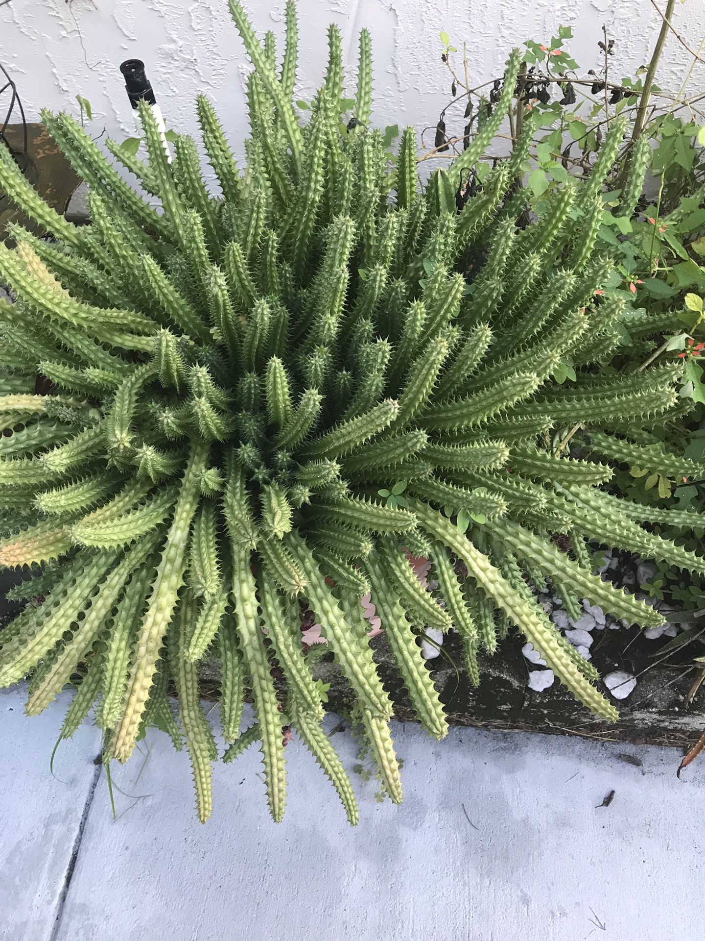 Succulent