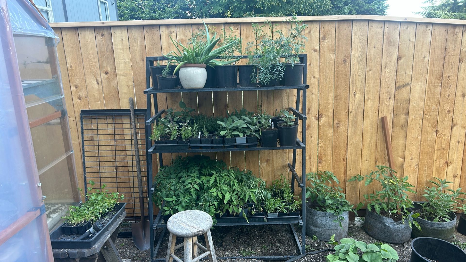 Plant- Tool- Yard Sale