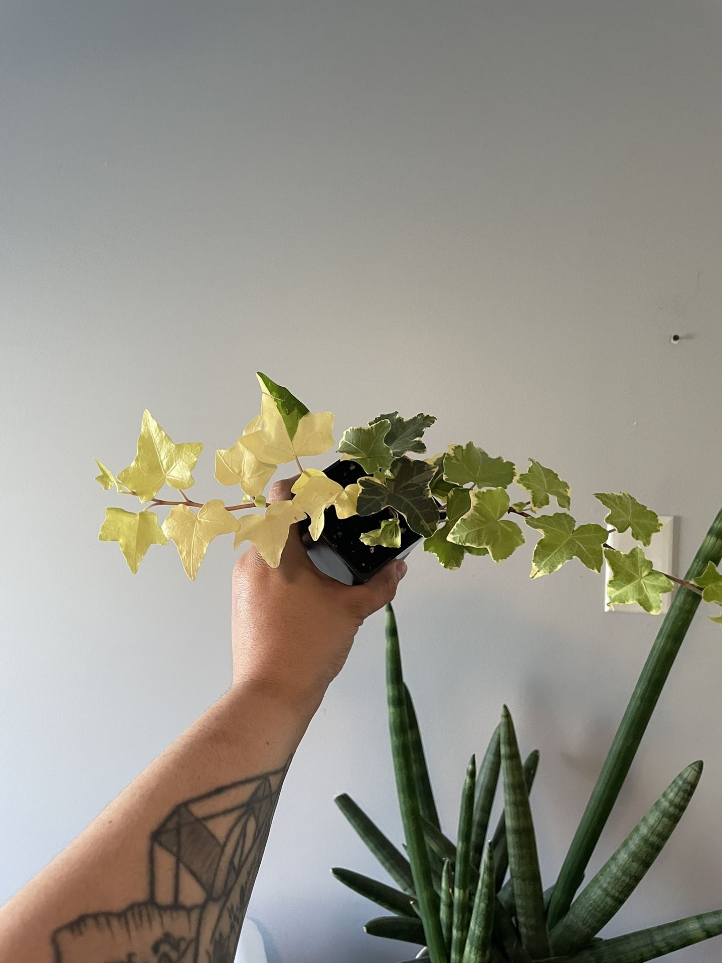Variegated Ivy Plant