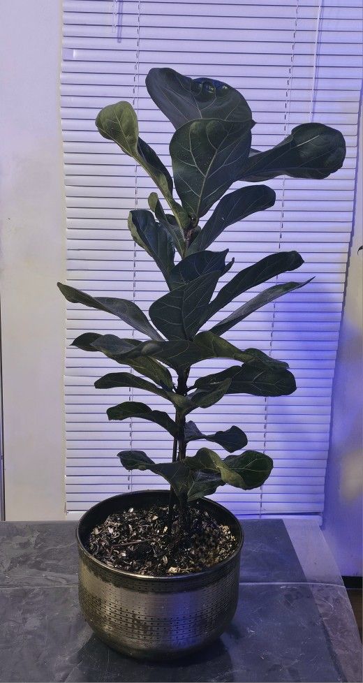 The Fiddle Leaf Fig (Ficus lyrata)