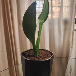 Live Snake Plant