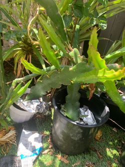 Red dragon fruit