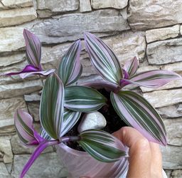 Tradescantia Nanouk house plant in cute textured ceramic pot 4.5"H.