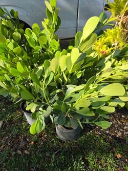 clusias podocarpus  Only  instant privacy  Hedge  for fences  over 50  qty  $18, each $25