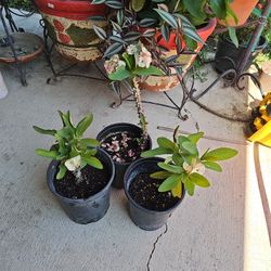 Plants  For Sale