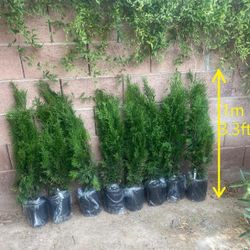 🌲 Emerald Green Arborvitae Tree for Sale | Thuja Trees for Sale| Juniper Tree For Sale| Pinitos Para Jardin| Plants For Sale| Pinos Naturales 
